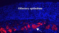 NCAM 2 | Neural cell adhesion molecule 2 in the group Antibodies Human Cell Biology / Other proteins at Agrisera AB (Antibodies for research) (AS05 077)